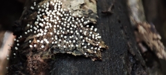 Physarum album