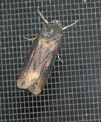 Agrotis ipsilon