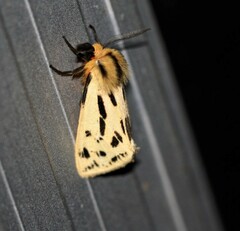 Ardices curvata