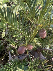 Cephalotaxus