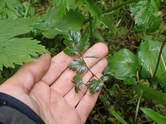 Coptis aspleniifolia