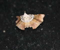 Esthlodora versicolor