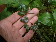 Coptis aspleniifolia