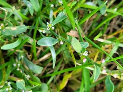 Polygonum aviculare