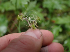Coptis aspleniifolia