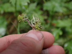 Coptis aspleniifolia