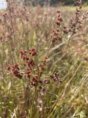 Juncus canadensis