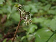 Coptis aspleniifolia