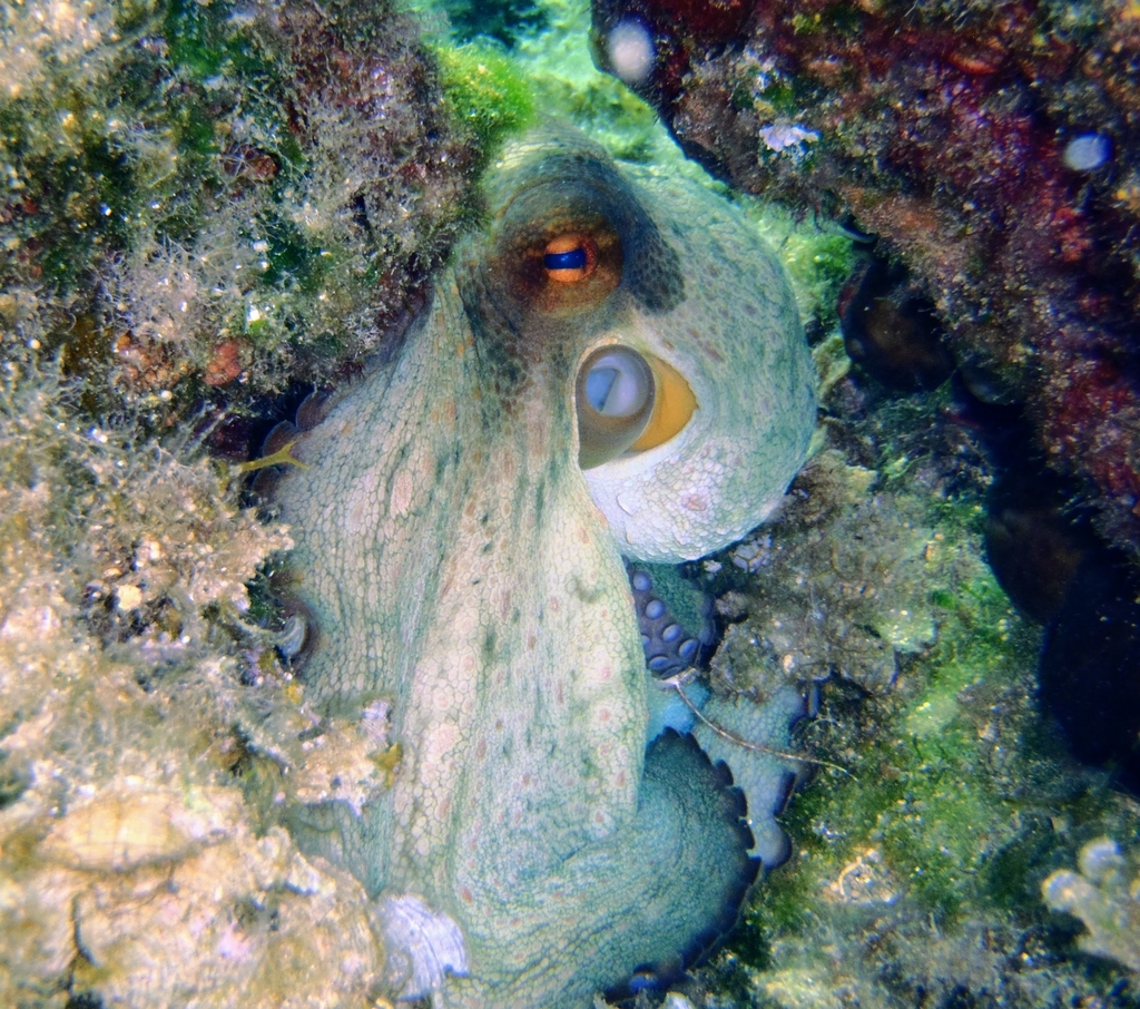 Common octopus with big eyes resting in a rocky crack in Greece