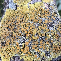 Xanthoria parietina