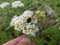 Lycomorpha pholus