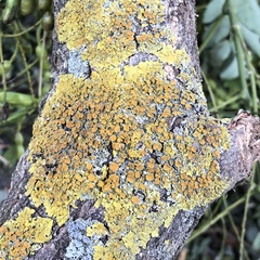 Xanthoria parietina