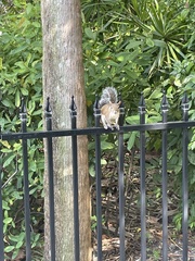 Sciurus carolinensis