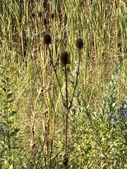 Dipsacus