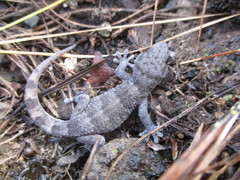 Tarentola boettgeri hierrensis