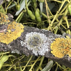 Xanthoria parietina