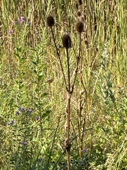 Dipsacus