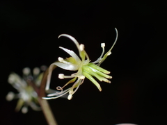 Coptis aspleniifolia