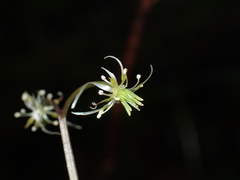 Coptis aspleniifolia