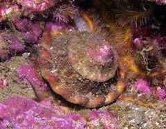 Megastraea undosa