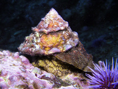 Megastraea undosa