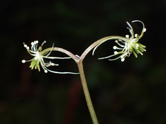 Coptis aspleniifolia