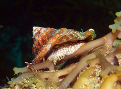 Megastraea undosa