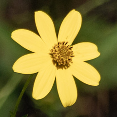 Bidens mitis