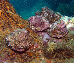 Megastraea undosa