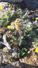 Micranthes hieraciifolia