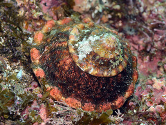 Megastraea undosa