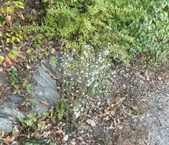Boltonia asteroides