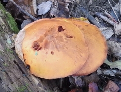 Gymnopilus