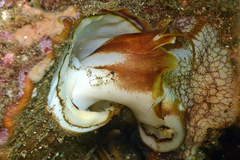 Megastraea undosa