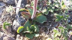 Micranthes hieraciifolia