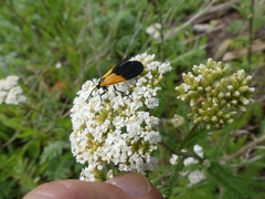Lycomorpha pholus