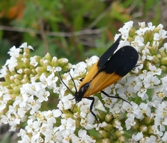 Lycomorpha pholus