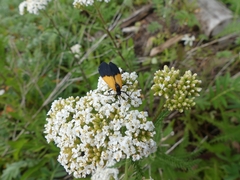 Lycomorpha pholus