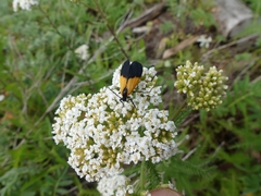 Lycomorpha pholus