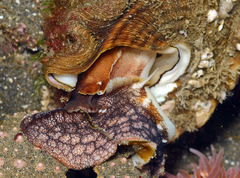 Megastraea undosa