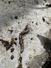 Oligochaeta