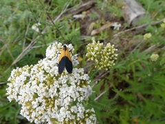 Lycomorpha pholus