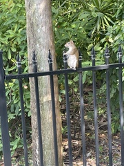 Sciurus carolinensis