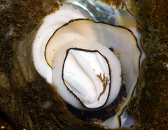 Megastraea undosa