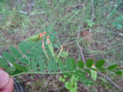 Vicia cassubica