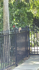 Sciurus carolinensis