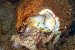 Megastraea undosa