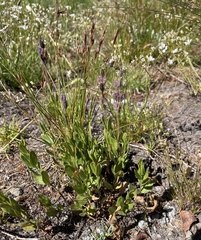 Veronica cusickii