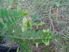 Vicia cassubica