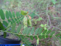 Vicia cassubica